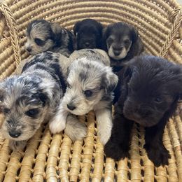 Miniature Schnauzer Puppies from Miniature Schnauzer Paradise llc