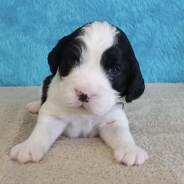 Jospeh - Black and white male English Springer Spaniel puppy in North Carolina from Ebenezer Valley ESS