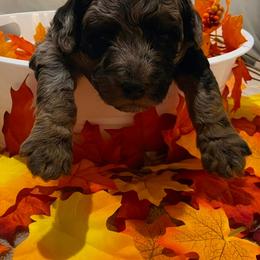 Cider - Phantom female Goldendoodle puppy in Orange Park, Florida from Evergrace Farm Doodles
