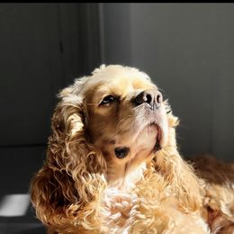 Cocker Spaniel All Grown Up from Livengood Cockers