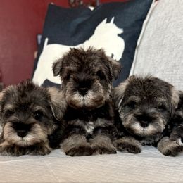 Boy 4 - Salt and pepper male Miniature Schnauzer puppy in Wildomar, California from My Angel Schnauzers