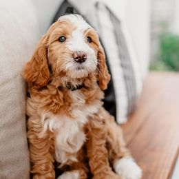 Goldendoodle Puppies from Deer Valley Doodles