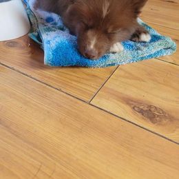 German Shepherd and Siberian Husky Puppies from Rose Trail Siberian’s