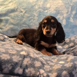 Sapphire's black and cream boy - Black and cream male Dachshund puppy in Wheatfield, Indiana from Wines Wienery