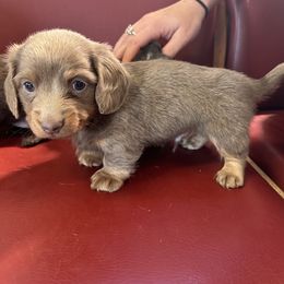 Dachshund Puppies from Broken Diamond J Farms
