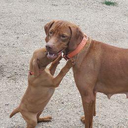 Vizsla Puppies from High Trail Connection