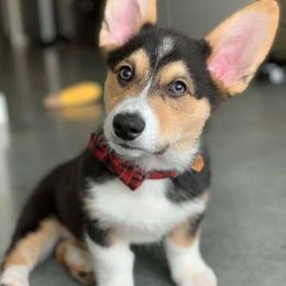 Pembroke Welsh Corgis from Keifer’s Corgis