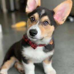 Pembroke Welsh Corgis from Keifer’s Corgis