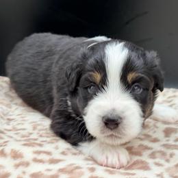 Boy 1 - Black tri male Miniature Australian Shepherd puppy in Arcadia, Indiana from Sunset Cowgirl Mini Aussies