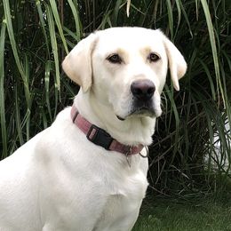 Moxie  - Labrador Retriever