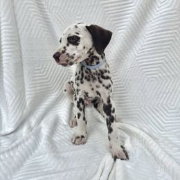 Green - White and liver brown male Dalmatian puppy in Lockhart, Texas from Haus of Dals