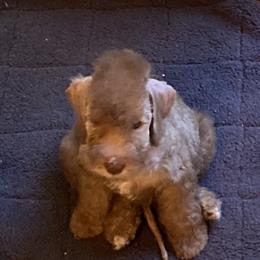 Bedlington Terrier Puppies from Ashcroft Bedlington Terriers