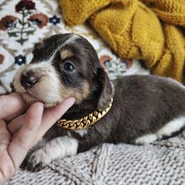 Boy 3 - Piebald male Dachshund puppy in Clayton, Indiana from Love Struck Miniature Dachshunds