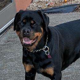 Rottweilers from Scottline kennelz
