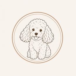 Kori - Maltipoo