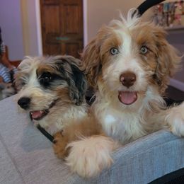 Bernedoodle, Sheepadoodle, and Whoodle Puppies from Wonderland’s Boujie Kennels