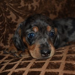 Lilo - Dapple female Dachshund puppy in Oxford, Pennsylvania from Emily’s Dachshund Puppies