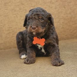 Orange Collar - Brown male Bernedoodle puppy in Scottsboro, Alabama from Dixie Land Doodles