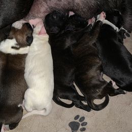 Boxer Puppies from Von Royal Dell'Infinite Bellissimo Deutscher