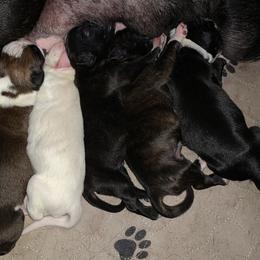 Boxer Puppies from Von Royal Dell'Infinite Bellissimo Deutscher