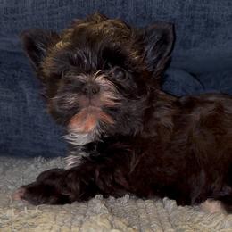 Buddy - Black and tan male Yorkshire Terrier puppy in Lafayette, Georgia from Berggipfel Yorkies