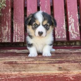 Drake - Black and tan male Pembroke Welsh Corgi puppy in Anton, Texas from X Bar's Lil Legs of Texas