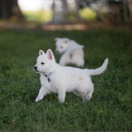 Blue collar - White female Berger Blanc Suisse puppy in Chestnut, Illinois from Fireside Fernweh