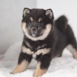 Kiki 💕 Black and Tan Girl - Black and tan female Shiba Inu puppy in Neosho, Missouri from Sunny Terrace Shibas