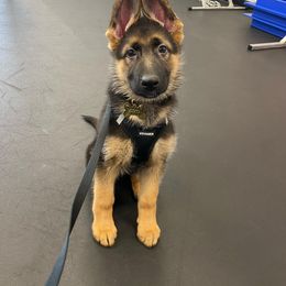 German Shepherd Puppies from Chico's German Shepherds
