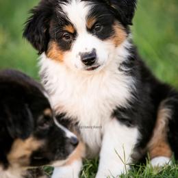 Aussiedoodle and Miniature American Shepherd Puppies from King Family Ranch