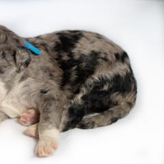 Tommy - Double Doodle puppy in Houston, Texas from Texas Castle Doodles