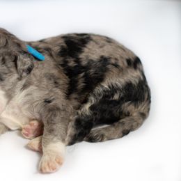 Tommy - Double Doodle puppy in Houston, Texas from Texas Castle Doodles