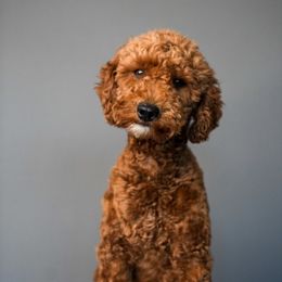 Cherry - Poodle