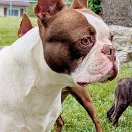 Percy - Boston Terrier