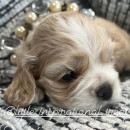 Cocker Spaniel Puppies from Inspirational Treasures