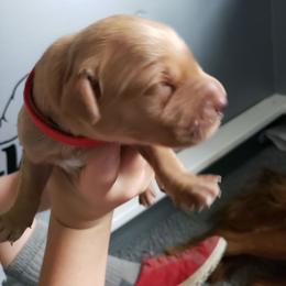 Red boy - Golden male Golden Retriever puppy in Merino, Colorado from High Plains Goldens