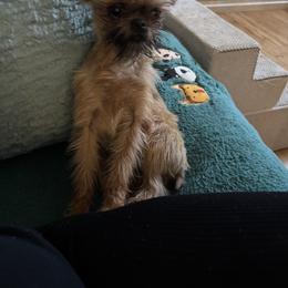 Brussels Griffon, Chihuahua, and French Bulldog Puppies from BZB Griffs