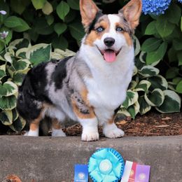 Cardigan Welsh Corgis from Halcyon Cardigan Welsh Corgis