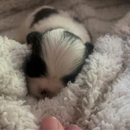 Olivia - Red and white female Shih Tzu puppy in Tenmile, Oregon from Polly Pockets Imperial Shih Tzu’s