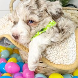 Lincoln - Red merle Aussiedoodle puppy in Orland, California from Shockley’s Elite Doodles