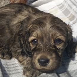 DBs Pasquini Danza - Cream female Dachshund puppy in Summerfield, Florida from D & B Ranchette