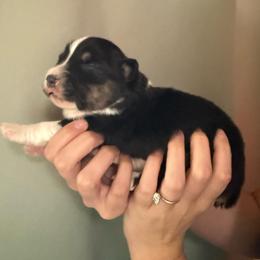 Unicorn - Black tri-color female Australian Shepherd puppy in Weeki Wachee, Florida from Ace of Spades Australian Shepherds