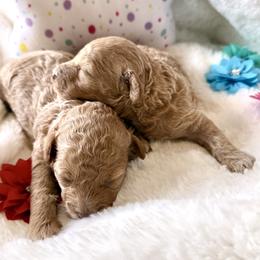Poodle puppies from Pet Guardian Smart Kennels, LLC