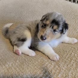 Harley - Blue merle male Collie puppy in Temple, Pennsylvania from Rimma's Pawfect Collies