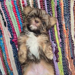 Parsley - Liver and white female Shih Tzu puppy in Normal, Illinois from Happy Shih Tzu Homes
