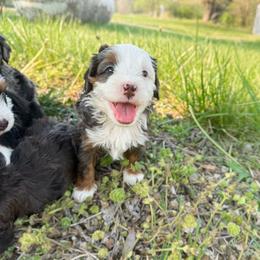 Witt - Merle male Bernedoodle puppy in Wamego, Kansas from Doodles of Oz
