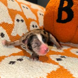 Kona - Blue merle male Australian Shepherd puppy in Plantersville, Texas from Jak Se Auss