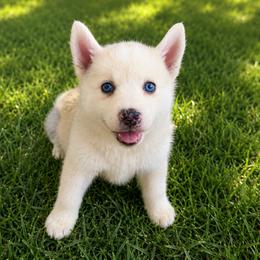 Melvin - White male Pomsky puppy in Amarillo, Texas from Pom Pom Pomskies