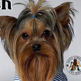 Dash - Yorkshire Terrier