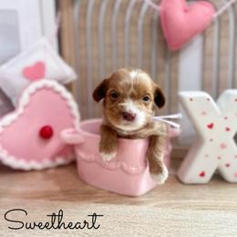 Sweetheart - Caramel red female Australian Labradoodle puppy in Palmdale, California from Doodles_Ko